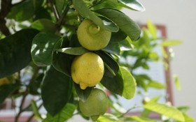 Лимон за всіма правилами: захист деревця в кімнатній культурі від хвороб та догляд за ним 