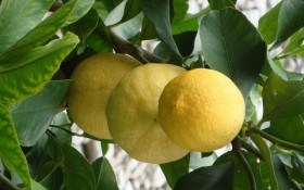 Зважимо все: переваги та недоліки сортів лимона для захищеного ґрунту 