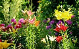 Прекрасні лілії у садибі: вивчаємо основи осінньої посадки різних видів та гібридів 