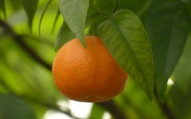 Счастье зреет на деревьях: как вырастить мандарин в домашних условиях