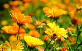 Сонячна квітка: цілющі властивості календули 
