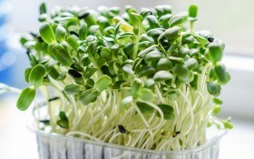Зелені грядки для здоров'я та тонусу: вирощуємо і вживаємо мікрозелень 