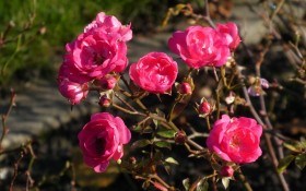 Королеви-крихітки: види мініатюрних троянд та їх використання у садибі