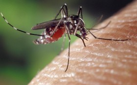 Как избавиться от комаров и мух