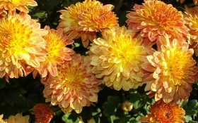 Хризантема – радость уставшего сада
