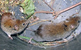 Как избавиться от крыс и мышей на даче