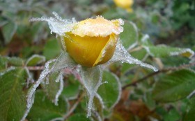 Доглядаємо з весни до осені: кілька порад з підготовки троянд до зими 