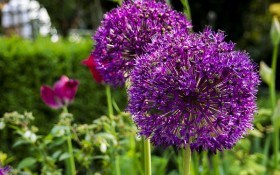 Коли цвіте цибуля: вирощуємо декоративні види культури у садибі 