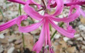 Необычные цветы «лилии» — нерине и шпрекелия