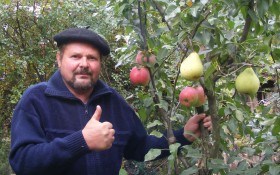 Садовые причуды: яблоки на груше