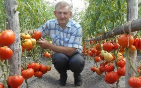 Яблоко любви: выбираем лучшие сорта томата