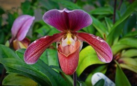 Чарівні черевички: сорти і види орхідей роду пафіопеділум 