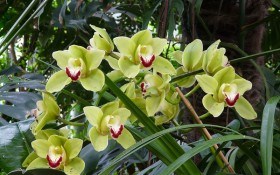 Король пахощів серед орхідей: особливості вирощування цимбідіума