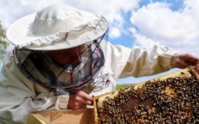 Разведение пчел: советы новичкам пчеловодам – практика