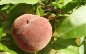 Ненажери вибирають персик: карантинні шкідники культури та заходи боротьби з ними 