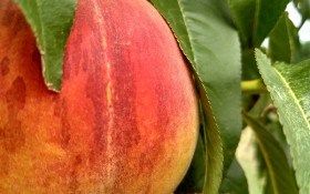 Сад "персидских яблок"