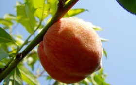 Размножаем персик: по закону Паскаля