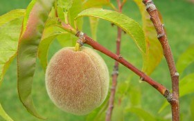Час для персиків: переваги і недоліки осінньої та весняної посадок  