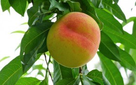 Врожай на вдалій основі: практичні поради з обрізки та формування персика 