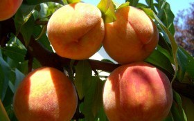 Опасный вредитель — персиковая тля: определяем и уничтожаем