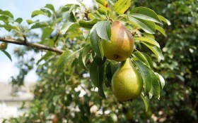 Врожай без втрат: заходи боротьби з хворобами груші 