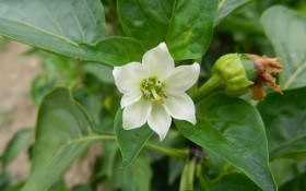 Коли зацвітає «королівська» квітка: агротехніка болгарського перцю