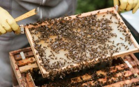 Що робити бджолярам навесні: виставка бджіл, санітарна обробка вуликів, ревізія сімей 
