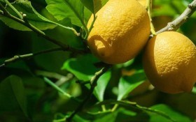 Здоровий і плодоносний цитрус: основні питання з догляду за кімнатним деревцем лимону 