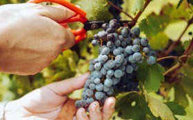 Дар лози в долонях з листя: цілющі властивості винограду 