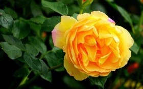 Народження королеви: розмноження троянд способом вкорінення живців 