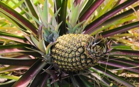 Король в изгнании: выращиваем ананас в теплицах