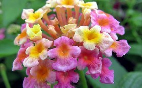 Яркая красота тропиков: южные декоративные цветы и растения 