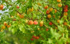 Переселення гігантів: технологія пересадки дорослих плодових дерев 