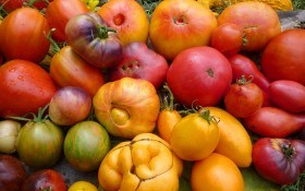 Помідори для аномального сезону: вирощування стійких та продуктивних сортів 