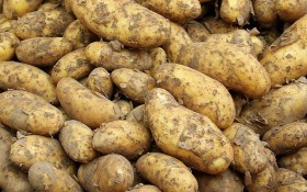 Невидимий ворог: як попередити дитиленхоз картоплі 