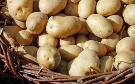 Врожай в найкращих умовах: як зберігати насіннєві та продовольчі бульби картоплі у погребі 