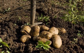 Найранніша картопля: технологія вирощування для отримання літнього врожаю 