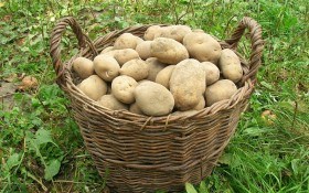Найкращі бульби: оновлення сортів у практиці аматорського картоплярства 