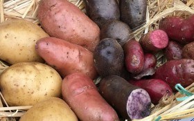 Швидкий врожай: основні прийоми для прискореного розмноження нових сортів картоплі 