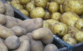 Дві програми яровізації картоплі: обов'язкові та додаткові операції з передпосівної обробки бульб 