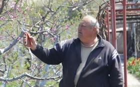 Весна, сповнена клопотів: доглядаємо персиковий сад  