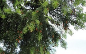 Дугласия – новое чудо-дерево для Нового года?
