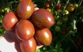 Створені для радощів: сорти дрібноплідних помідорів для декоративних городів   
