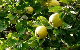 Чарівне "яблуко": цілющі властивості та їстівна цінність айви 
