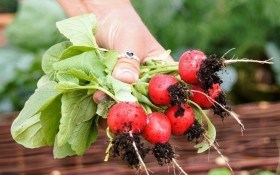 Редис без хлопот: выращиваем скороспелые корнеплоды  