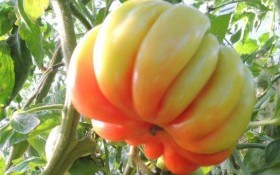 Стійкі «іспанці»: сорти томата зарубіжної селекції 