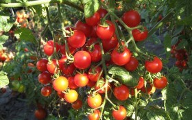 Ода помідорам: улюблені “гіганти” і “крихітки” 