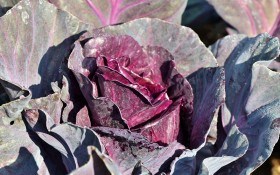 Чарівна смаглявка: вирощування червоної капусти 