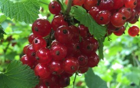 Сердечная ягода: полезные свойства красной смородины