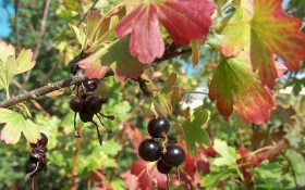 Смородина золотистая — ценная ягода: выращивание и полезные свойства